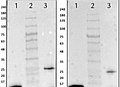 Fluorescent Westernblotting Blocking Buffer ABIN6953293