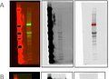 Fluorescent Westernblotting Blocking Buffer ABIN925618