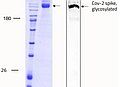 SARS-CoV-2 Spike Trimer Protein (rho-1D4 tag) ABIN6952670