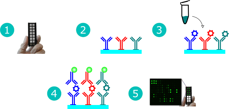 Antibody Array Workflow Antibody Array Workflow