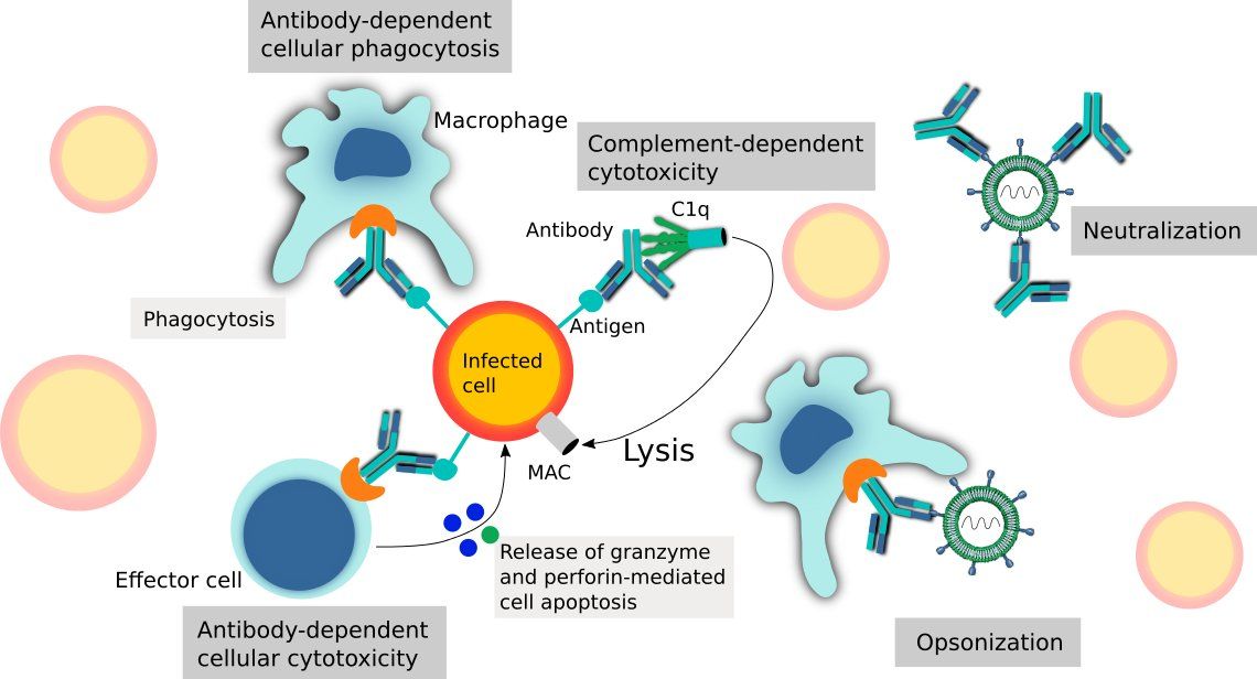 CR3022 Neutralizing SARSCoV2 Antibodies