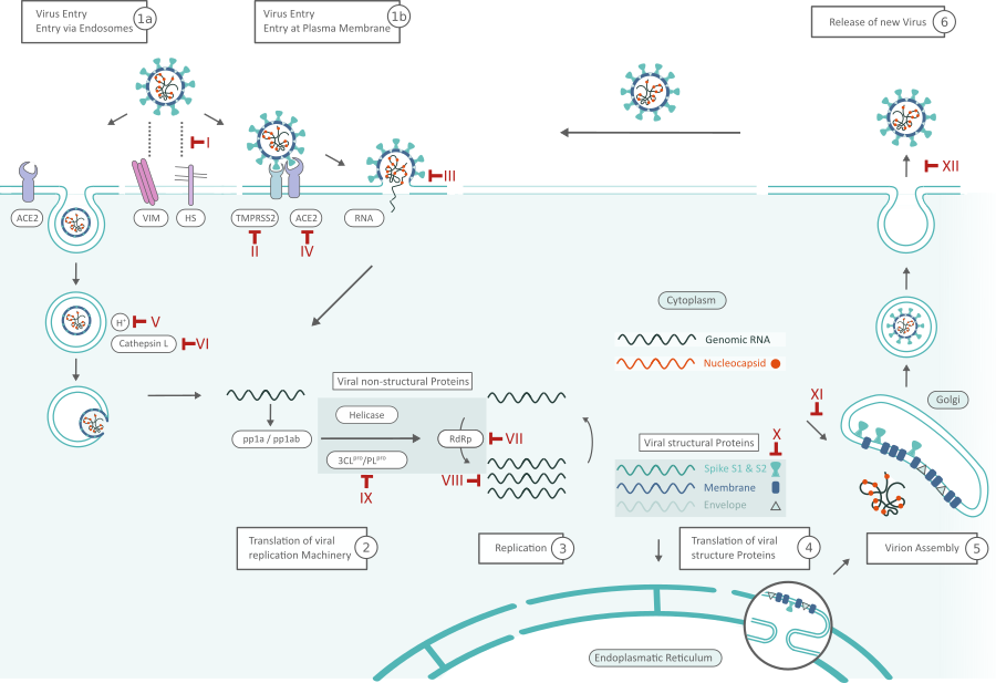 SARS-CoV-2 Life Cycle: Stages and Inhibition Targets SARS-CoV-2 Life Cycle: Stages and Inhibition Targets