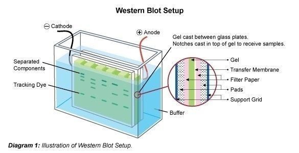 Western Blot Setup Western Blot Setup
