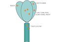 SARS-CoV-2 Spike (P.1 lineage) Protein (rho-1D4 tag) ABIN6964443
