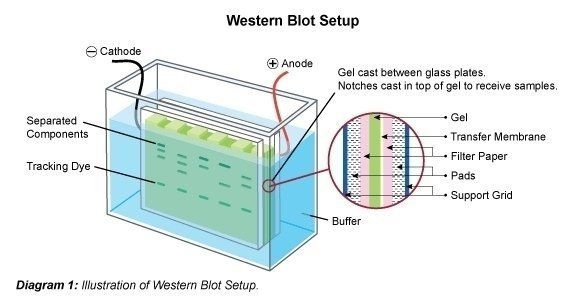 Sistemazione del Western Blot