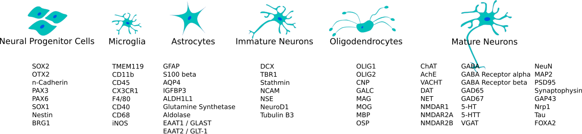 CNS Cell type markers overview
