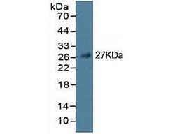 Mouse Capture Antibody