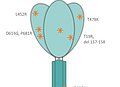 SARS-CoV-2 Spike (B.1.617.2., delta) Protein (rho-1D4 tag) ABIN6999328