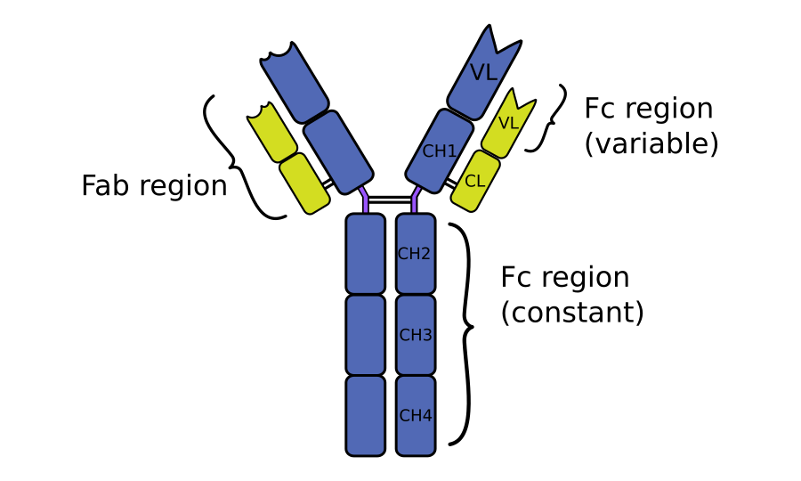 antiImmunoglobulin Y (IgY) secondary antibodies