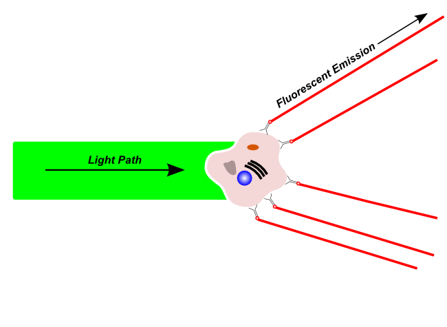 Fluorescent light