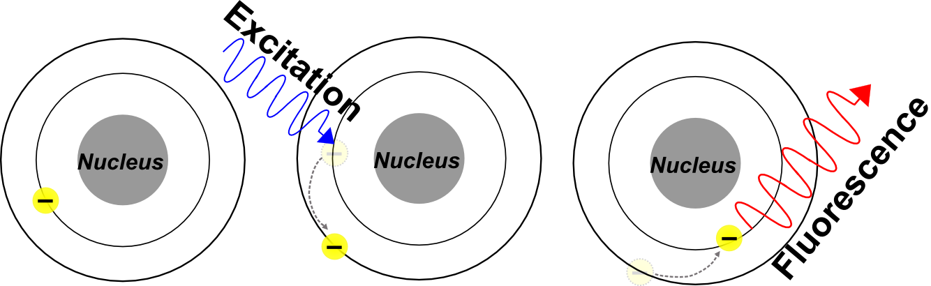 fluorescence image