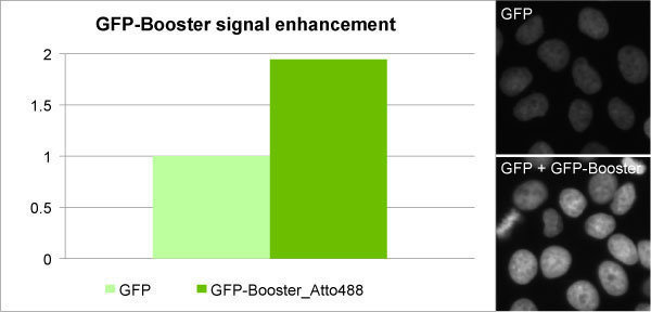 GFP boosters enhance signal from fluorescently tagged fusion proteins