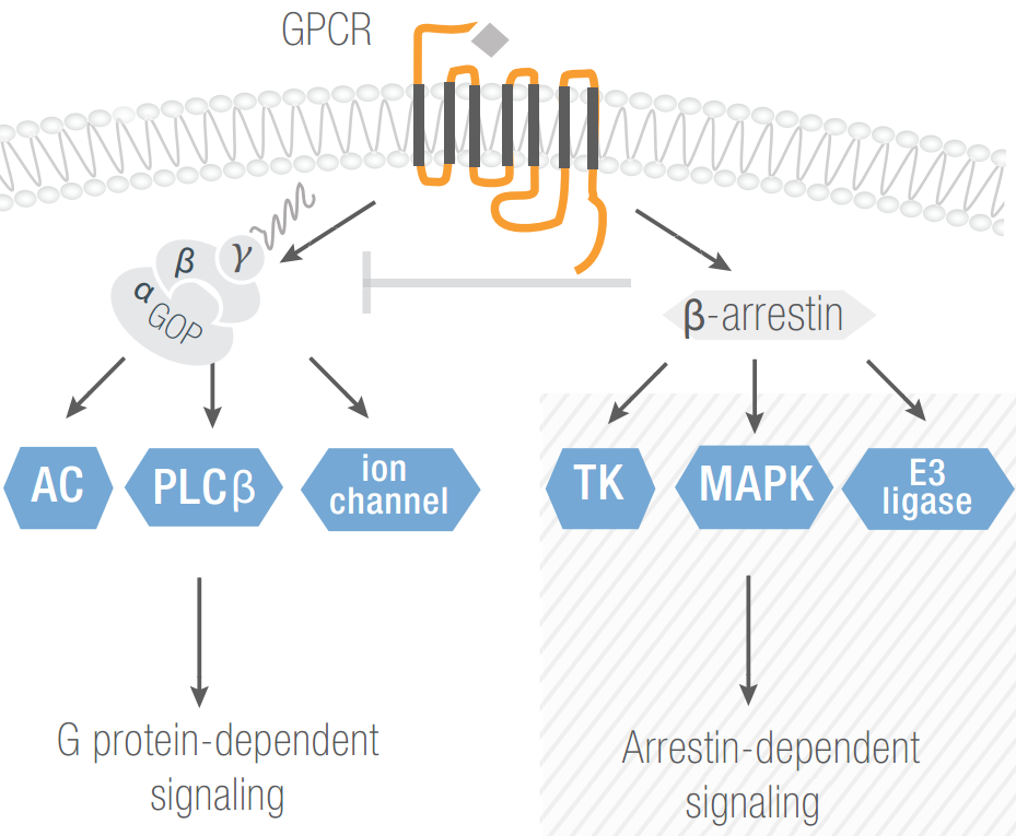 g protein coupled receptors