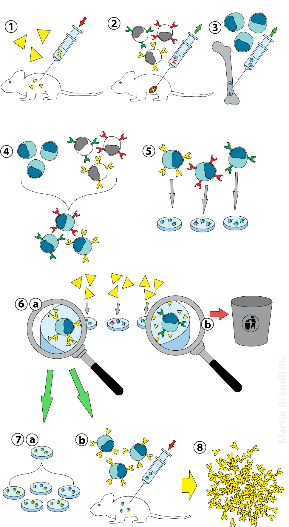 Principle of the hybridoma-technique