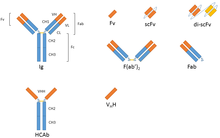 Immunoglobulins (Ig) are complex heterotetramers composed of two light chains and two heavy chains that are each structurally organized in variable regions (VH, VL) and constant regions (CH1, CH2, CH3, CL) that are held together by disulfide bonds (yellow lines). Camelid HCAb are homodimers with the two complementary determining regions on one amino acid chain each. Various fragments of both antibody classes are available that offer properties different from their parent molecules (see text). 