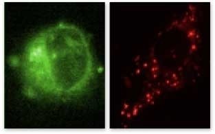 MitoCapture™ Mitochondrial Apoptosis Detection Kit