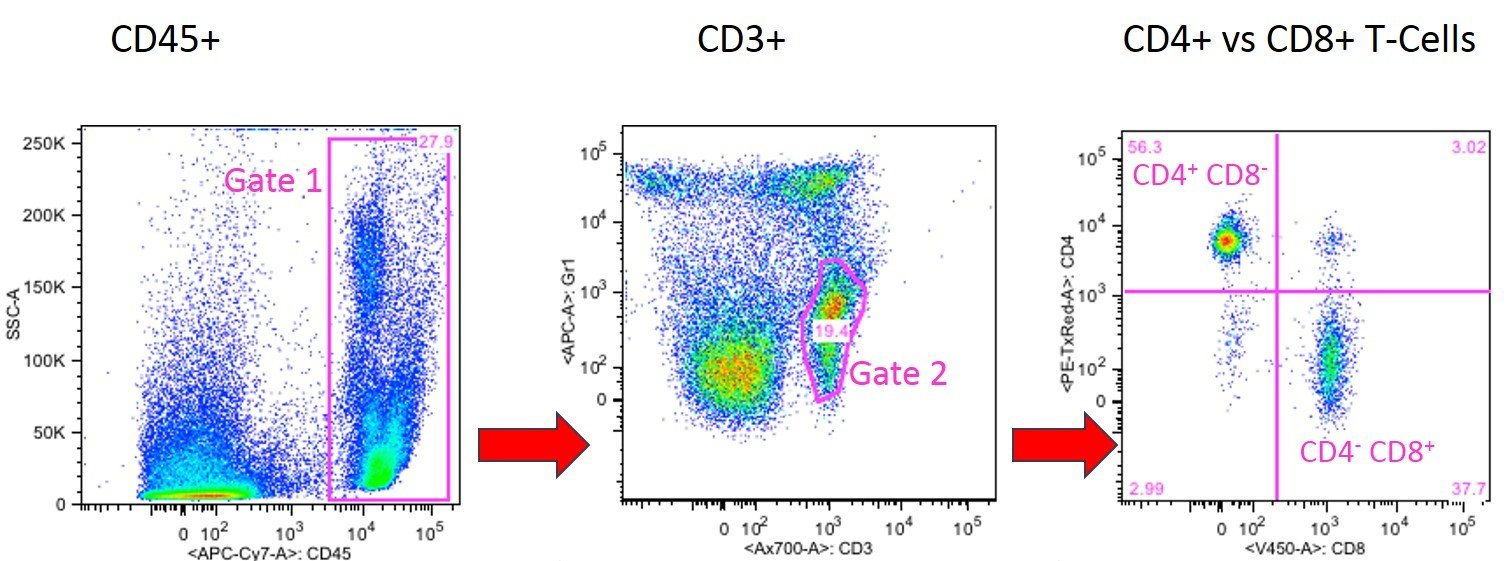 Bd Biosciences Human Cd Marker Chart