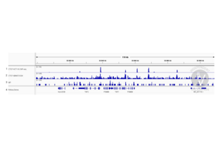 Cleavage Under Targets and Release Using Nuclease validation image for anti-CCCTC-Binding Factor (Zinc Finger Protein) (CTCF) antibody (Sortase,His tag,AVI tag) (ABIN6731034)