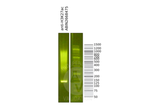 Cleavage Under Targets and Release Using Nuclease validation image for anti-Histone 3 (H3) (H3K27ac) antibody (ABIN2668475)