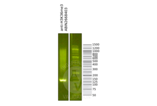 Cleavage Under Targets and Release Using Nuclease validation image for anti-Histone 3 (H3) (H3K36me3) antibody (ABIN2668403)