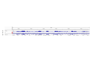 Cleavage Under Targets and Release Using Nuclease validation image for anti-Histone 3 (H3) (H3K36me3) antibody (ABIN2668403)