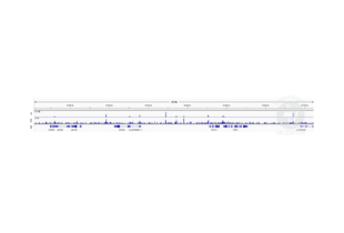 1. Alignment tracks from CTCF CUT&RUN in HEK293T cells. 2. Alignment tracks from CUT&RUN targeting RAD21 in HEK293T cells using ABIN6731038 antibody showing the FBRS locus. 3. RefSeq Genes. 
