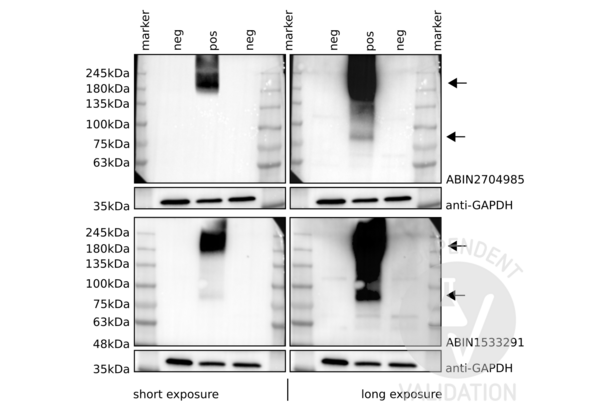 Metabotropic Glutamate Receptor 6 抗体  (C-Term)