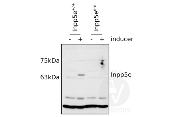 INPP5E Antikörper  (C-Term)