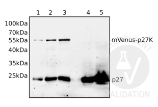Different volumes of total cellular lysates of either mVenus-p27K- transfected NIH/3T3 cells (1, 2, 3) or untransfected NIH/3T3 cells (4, 5) were loaded and the blot membrane was incubated with ABIN3025539 followed by incubation with anti-mouse IgG-linked to HRP and chemiluminescence detection. Expected molecular weight of p27 fused to mVenus is approximately 55kDa.