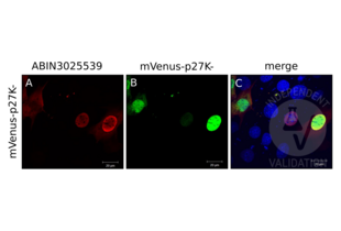 NIH/3T3 cells were transfected with a plasmid encoding mVenus fused to p27K- and the expressed fusion protein detected by Venus autofluorescence (B, green) and by immunocytology using ABIN3025539 and anti-mouse AF555 (A, red). C shows red and green channels merged with DAPI counterstain (blue).