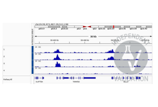 Cleavage Under Targets and Release Using Nuclease validation image for anti-Achaete-Scute Complex Homolog 1 (Drosophila) (ASCL1) (C-Term) antibody (ABIN6260073)