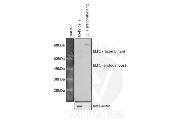 ELF1 antibody  (C-Term)
