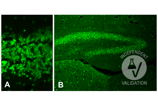 Histone H4 antibody (acLys12)
