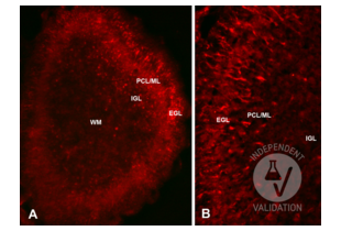 Reelin expression in the postnatal day 5 mouse cerebellum. EGL = external granular layer of the cerebellar cortex; IGL = internal granular layer of the cerebellar cortex;PCL/ML = Purkinje cell/molecular layers of the cerebellar cortex; WM = white matter. Staining is mainly observed in the processes of the pre-migratory granule cells. Original magnifications: A=10x; B= 20x