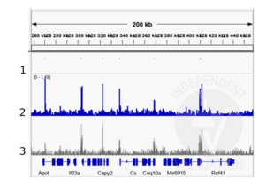 Cleavage Under Targets and Release Using Nuclease validation image for anti-TBX2/3 (Internal Region) antibody (ABIN6265491) (TBX2/3 (Internal Region) antibody)