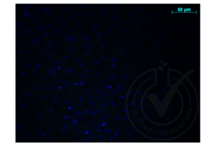 Immunofluorescence validation image for anti-Amyloid beta (A4) Precursor Protein (APP) (AA 666-670) antibody (ABIN197433) (APP antibody  (AA 666-670))