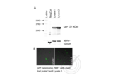 anti-Green Fluorescent Protein (GFP) antibody