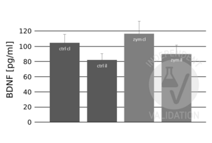 Average BDNF concentrations obtained after the normalization with total protein concentration. Abbreviations: ctrl = control; zym= zymosan injected mice, cl = contralateral; il = ipsilateral 