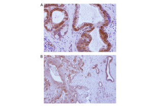 STING/TMEM173 Antikörper  (C-Term)