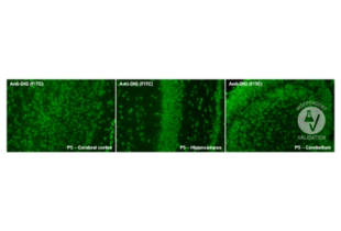 Immunohistochemistry validation image for anti-Digoxigenin (DIG) antibody (FITC) (ABIN1514934) (Digoxigenin antibody  (FITC))