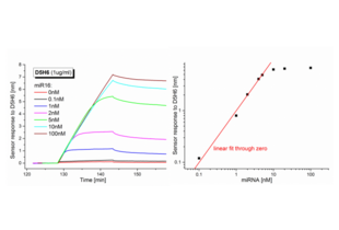 The sensor response to the binding of RNA-DNA-hybrid antibody (left) and corresponding calibration curve (right).