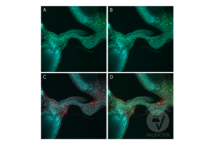 Immunostaining of D. melanogaster octopaminergic ovarian nerves expressing GFP (A), immunostaining of expressed GFP (green) (B), and of tdc2 with ABIN4889606 (red) (C). The three channels are merged in D. 