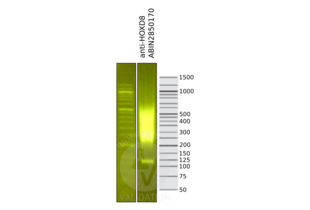 HOXD8 anticorps  (C-Term)