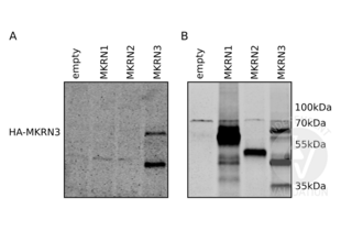 A. Western blot of cell lysates of H1299 human lung carcinoma cells transfected with an empty, HA-tagged MKRN1, MKRN2, or MKRN3 expression plasmids (from left) using primary antibody ABIN2840417. B. Western blot analysis of the same lysates using an HA-tag specific antibody. 