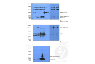 ORMDL3 anticorps  (AA 53-81)