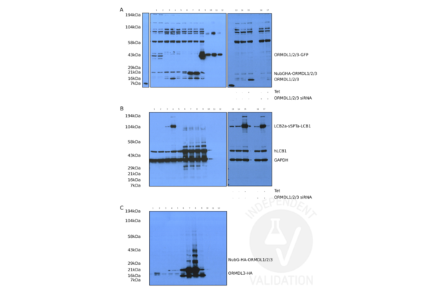 ORMDL3 anticorps  (AA 53-81)