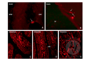 Staining of mouse brain and intestine sections using ABIN2669973. A-B: A bright staining in the nuclei of individual cells scattered across the brain is present, especially in the sub-cortical areas at the border between the gray and white matters (A) and ventricular wall (B). Abbreviations: GM = gray matter; LV = lateral ventricle; WM = white matter. C-E: positive control staining in the intestine (duodenum). IdU+ proliferating cells are clearly detected in the germinal layer of the intestinal epithelium, at the basis of the duodenal villi.