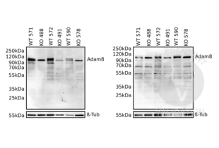 Western blot analysis of cell lysates from wildtype (WT) or Adam8 knock-out (KO) bone marrow derived mouse macrophages with ABIN1866534 (upper panels) or a beta-tubulin loading control (lower panels). Primary antibody incubation in TBST containing 5% milk (left) or 5% BSA (right).  