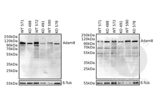 ADAM8 antibody  (AA 145-493)