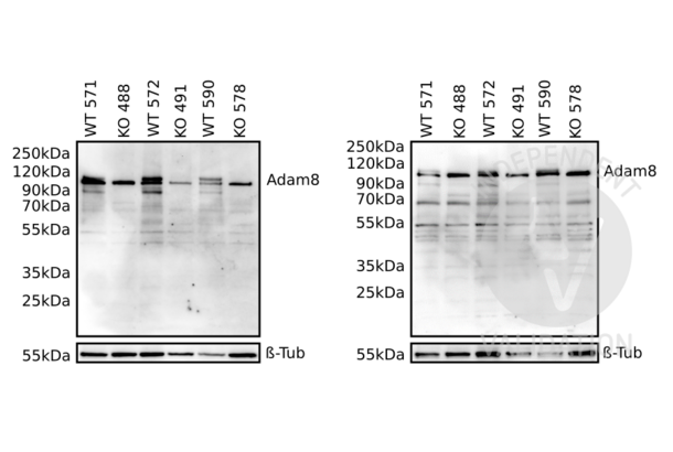 ADAM8 anticorps  (AA 145-493)